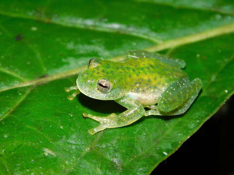 Image de Centrolene savagei (Ruiz-Carranza & Lynch 1991)