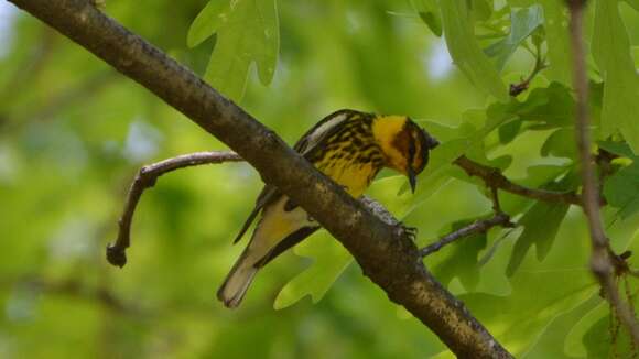 Image of Cape May Warbler