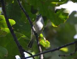 Image of Blue-headed Vireo