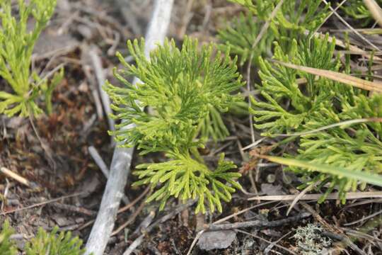 Imagem de Diphasiastrum zeilleri (Rouy) J. Holub