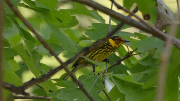 Image of Cape May Warbler