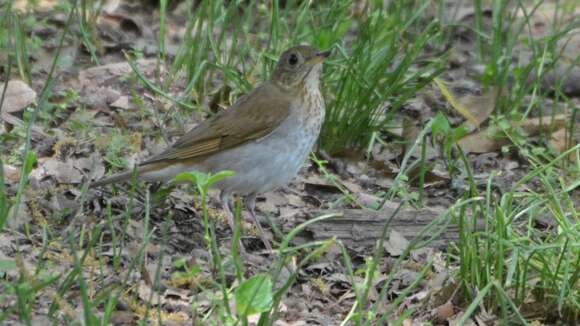 Image of Veery