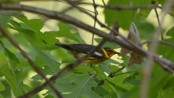 Image of Cape May Warbler