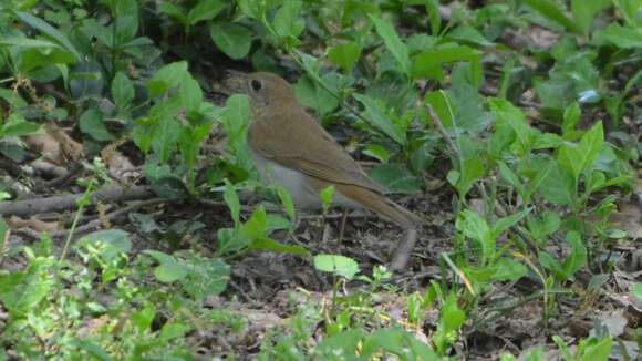 Image of Veery