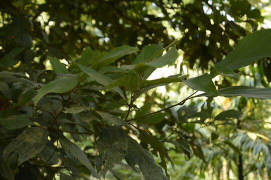 Image of Meliosma simplicifolia subsp. pungens (Walp.) van Beusekom