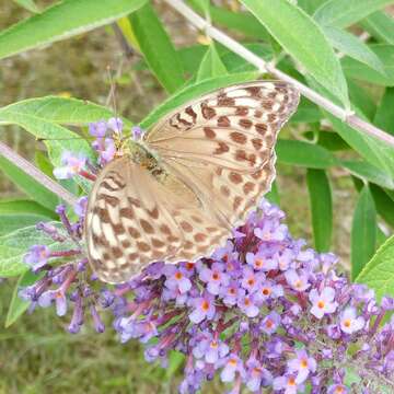 Image of Argynnis paphia valesina Esper 1800