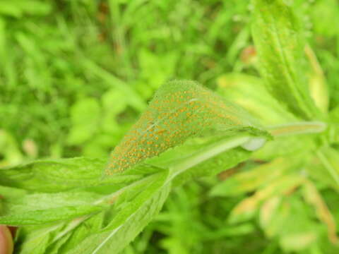 Imagem de Puccinia pulverulenta Grev. 1824