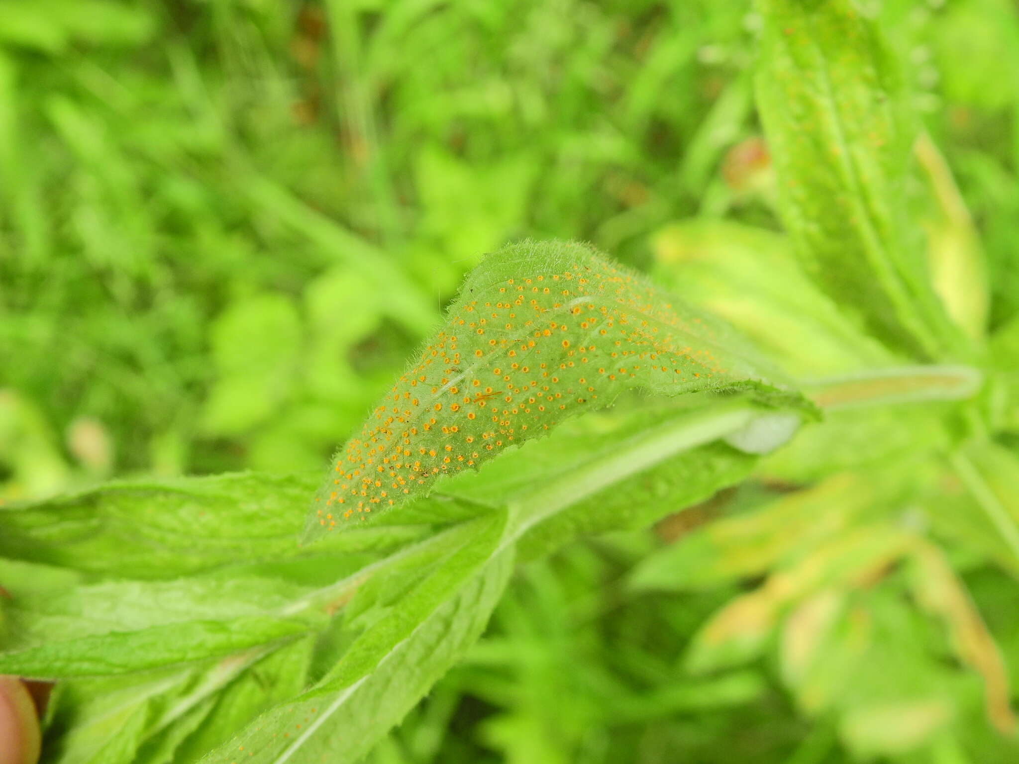 Image of Puccinia pulverulenta Grev. 1824