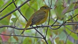 Image of Summer Tanager