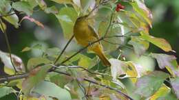 Image of Summer Tanager