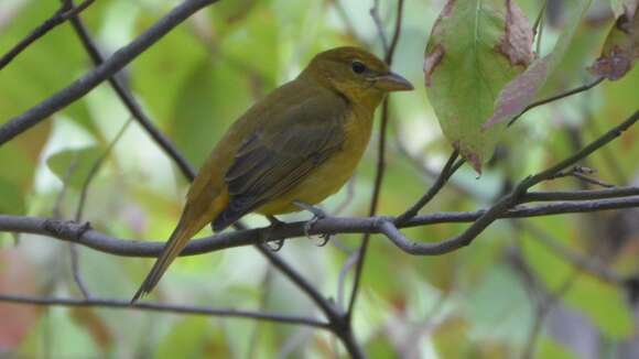 Image of Summer Tanager