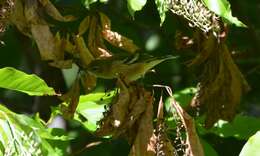 Image of Bay-breasted Warbler