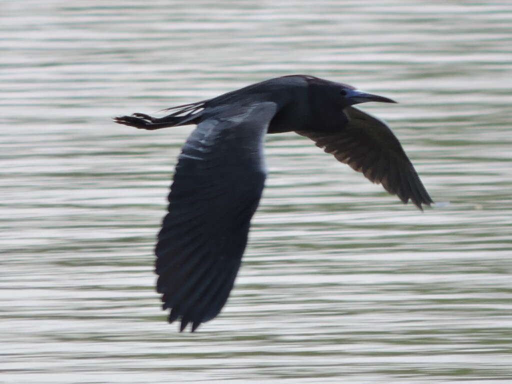 Image of Little Blue Heron