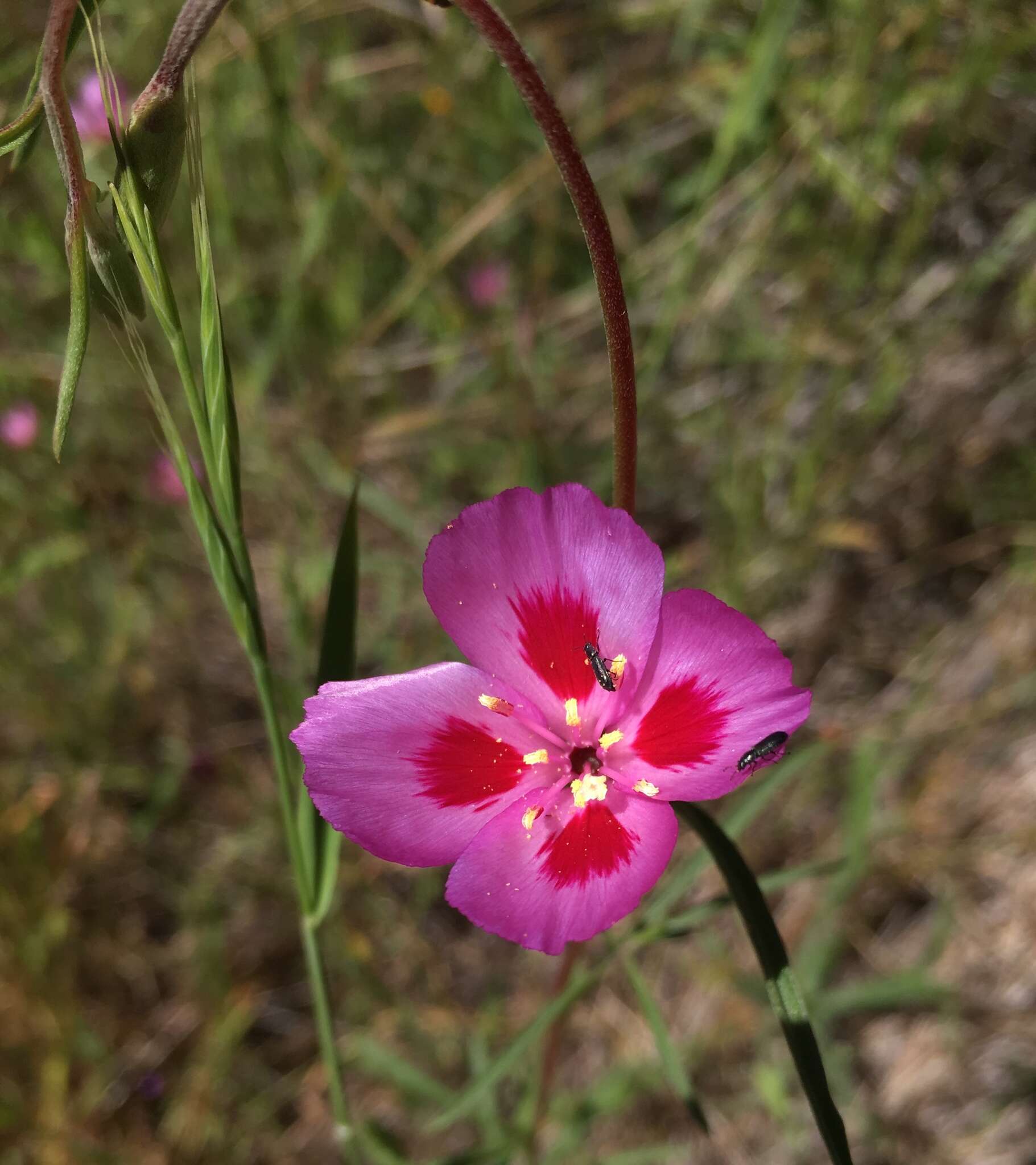 Imagem de Clarkia gracilis subsp. sonomensis (C. L. Bitchc.) F. H. Lewis & M. E. Lewis