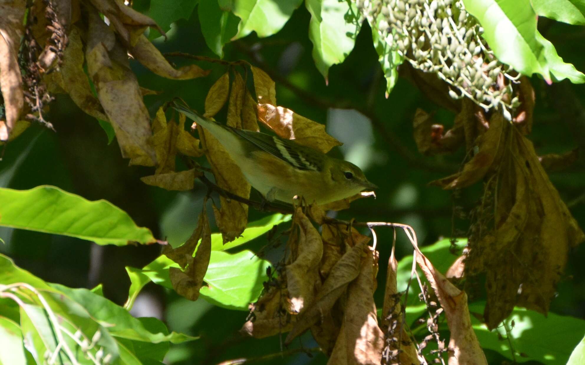 Image of Bay-breasted Warbler