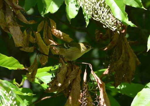 Image of Bay-breasted Warbler