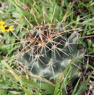 Image of Coryphantha georgii Boed.