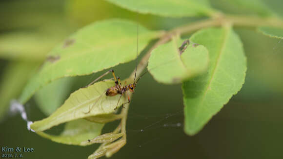 Sivun Phaneroptera (Phaneroptera) nigroantennata Brunner von Wattenwyl 1878 kuva