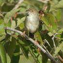 Plancia ëd Cisticola bodessa Mearns 1913