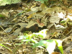 Image of Rufous-breasted Antthrush