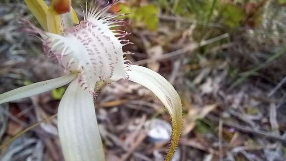 Image of Coastal white spider orchid