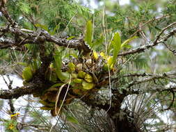 Image of Oncidium reflexum Lindl.