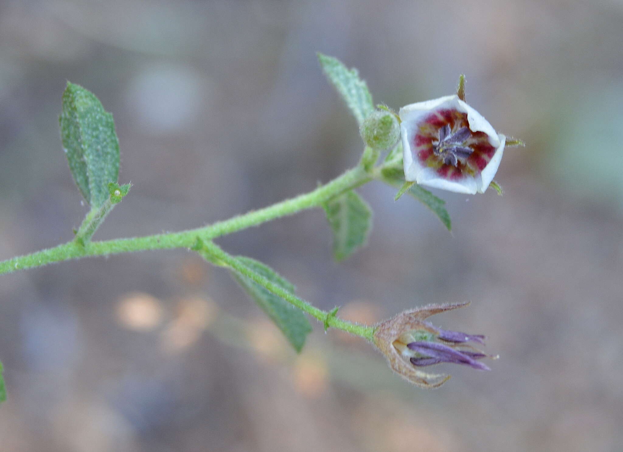 Image of Hermannia boraginiflora Hook.