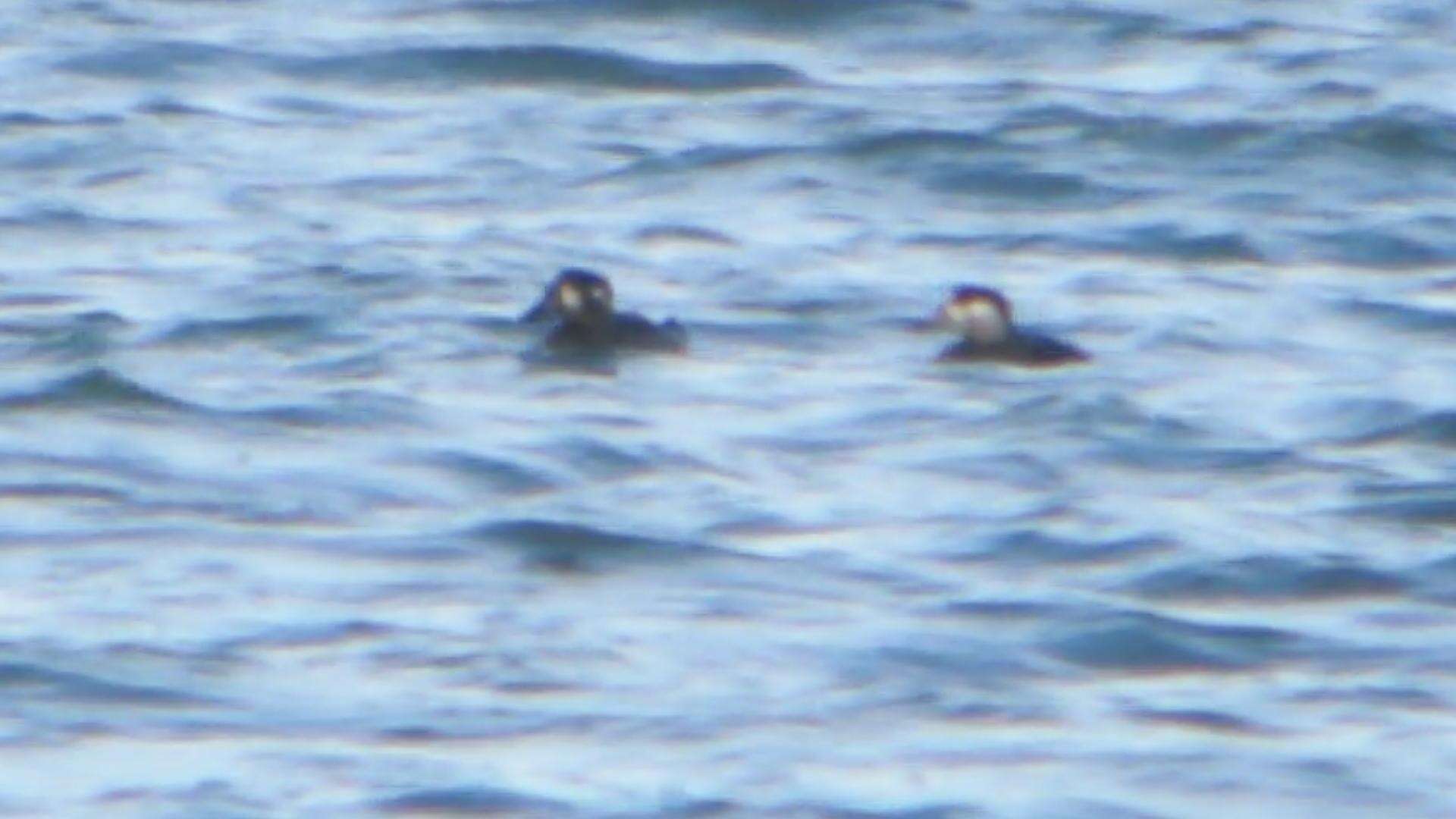 Image of scoter