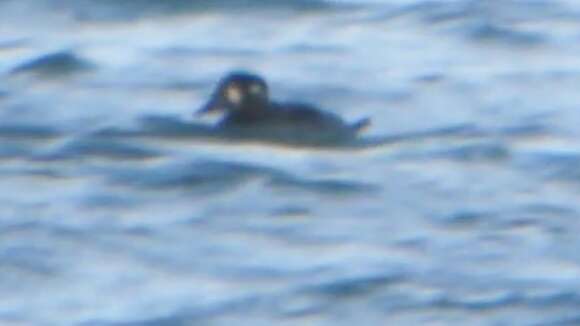 Image of scoter