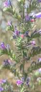 Image of Echium gaditanum Boiss.