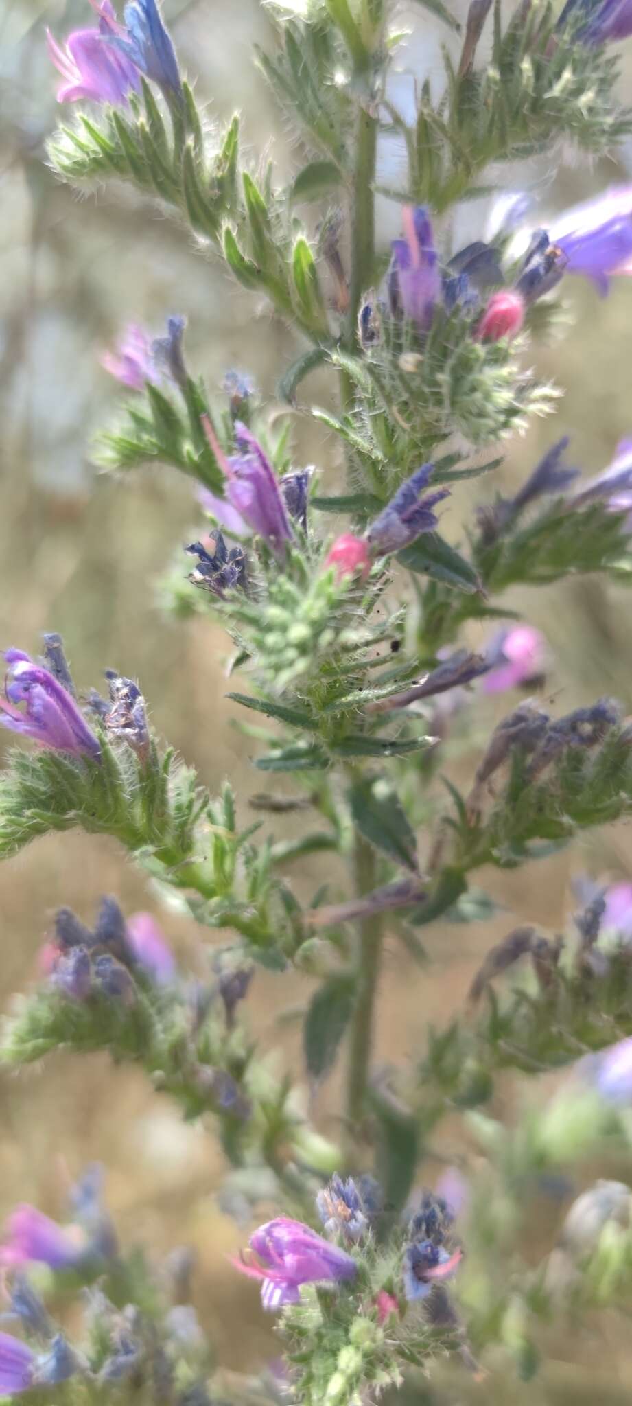 Image of Echium gaditanum Boiss.