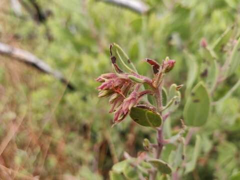 Image of Zaca manzanita