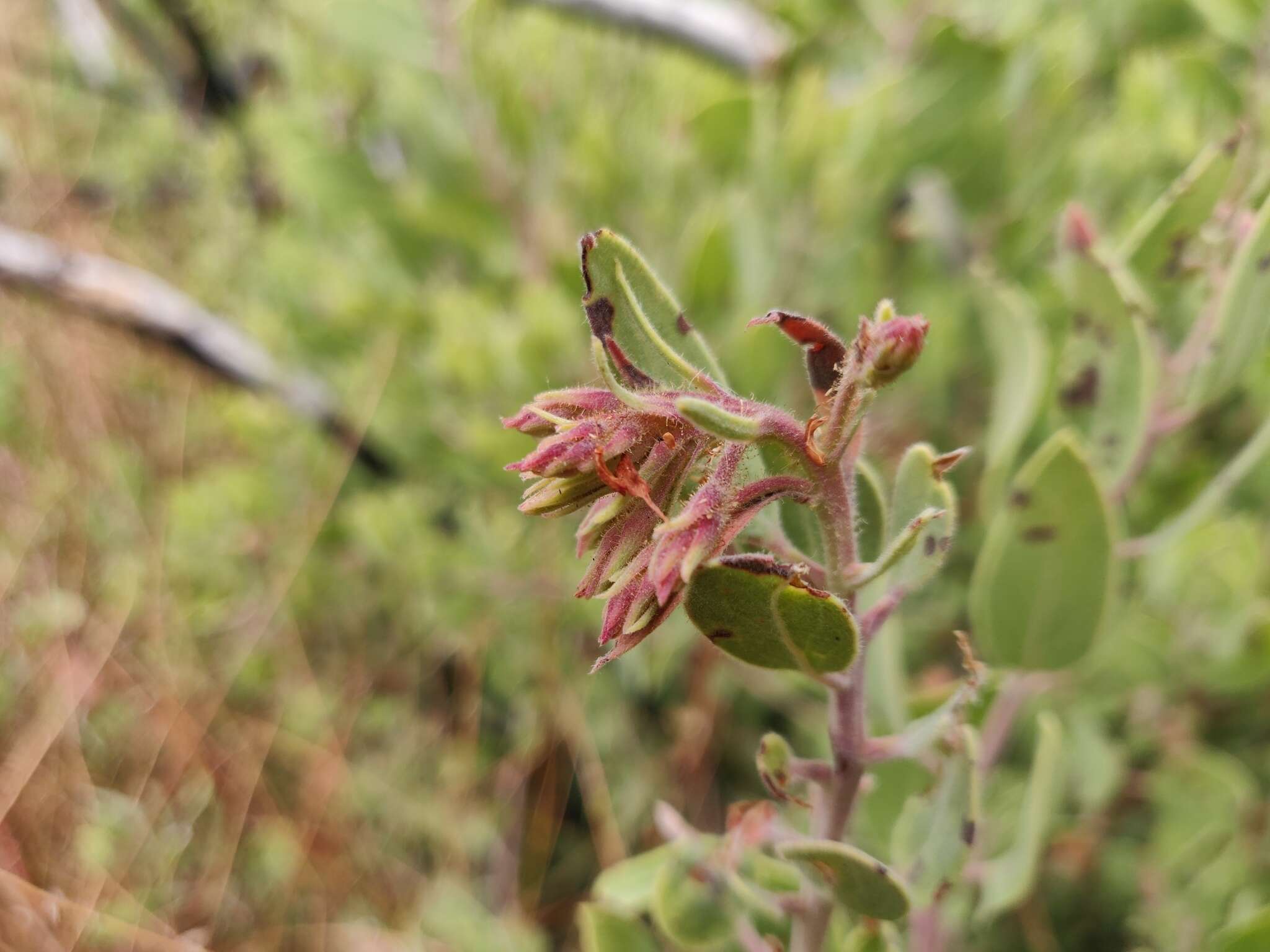 Слика од Arctostaphylos glandulosa subsp. zacaensis (Eastw.) P. V. Wells