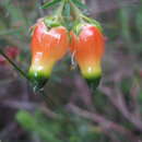 Image of Erica blenna var. grandiflora H. Bol.