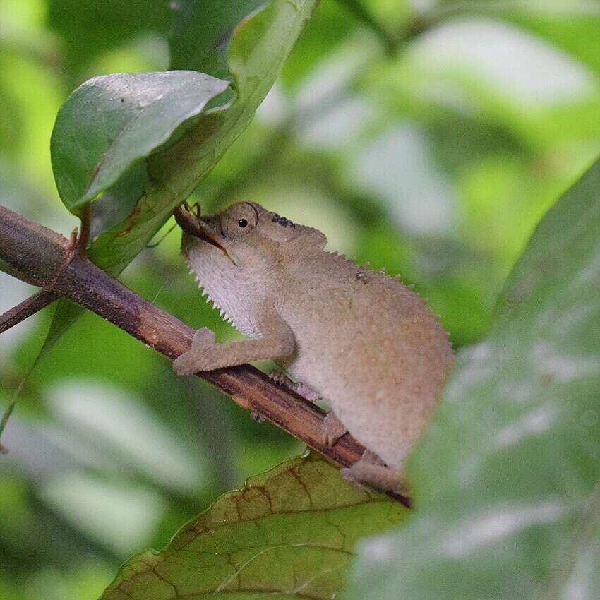 Image of Black-headed Dwarf Chameleon