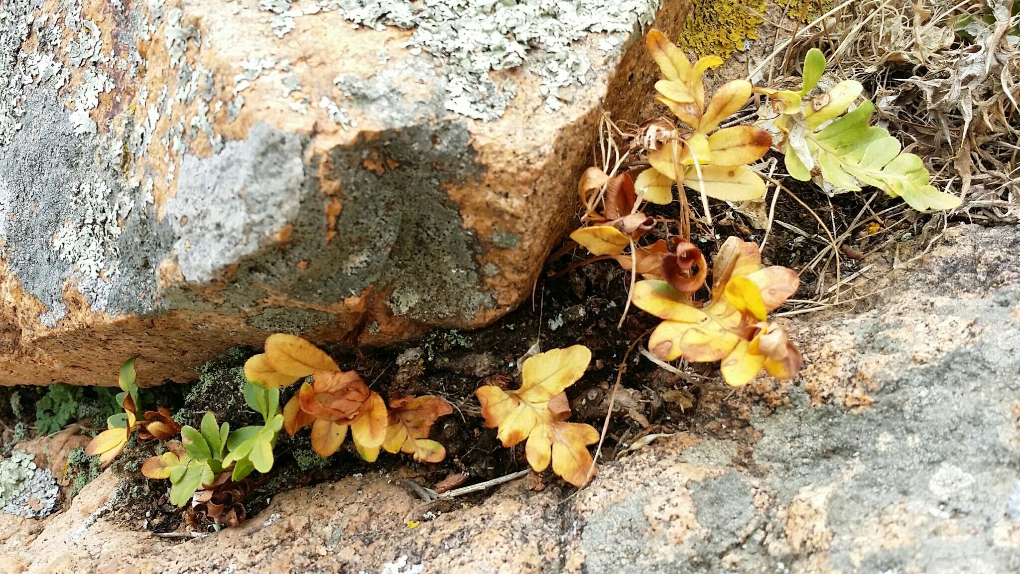 Polypodium cambricum L.的圖片