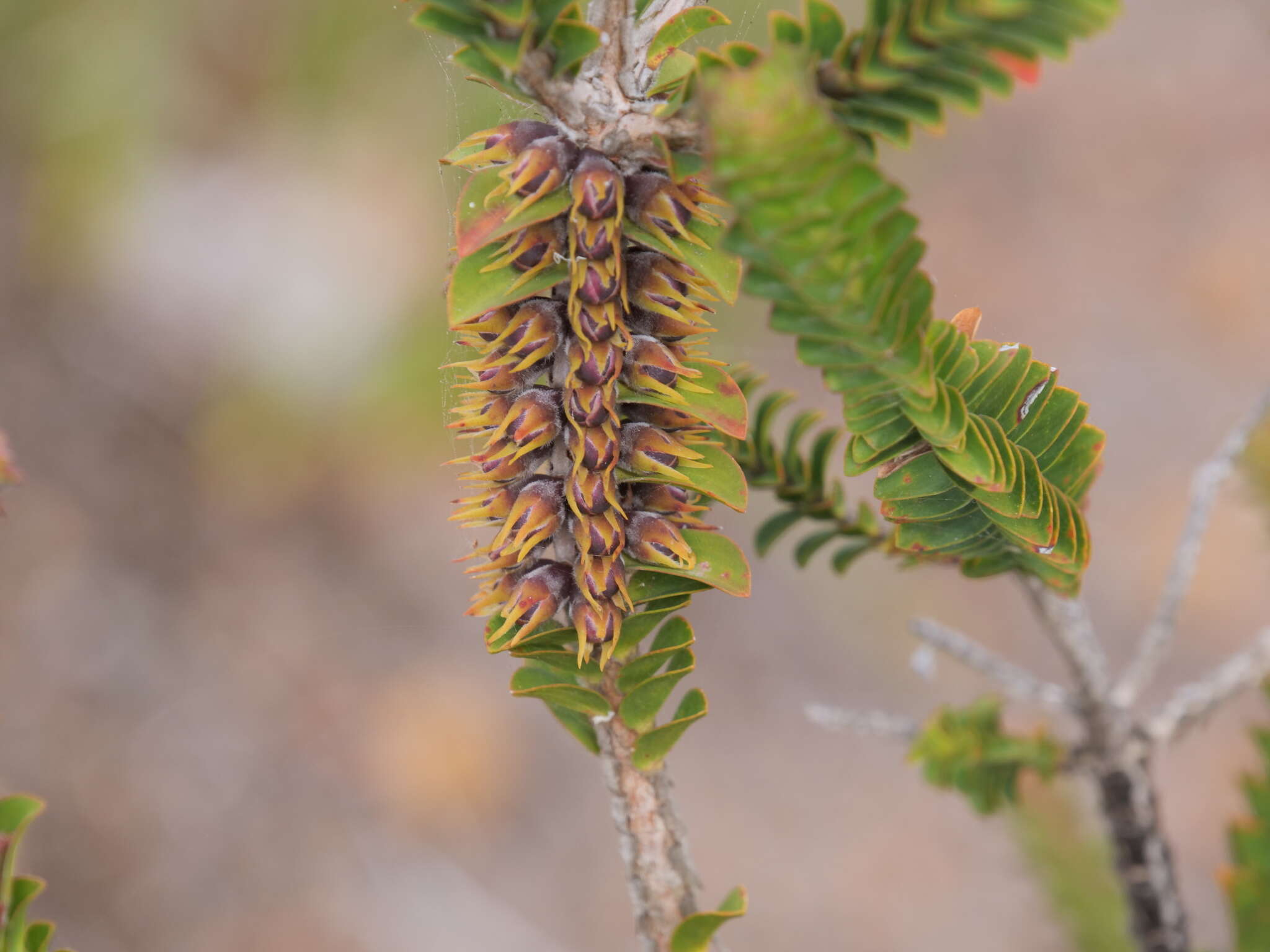 Image of Melaleuca transversa Craven & R. D. Edwards