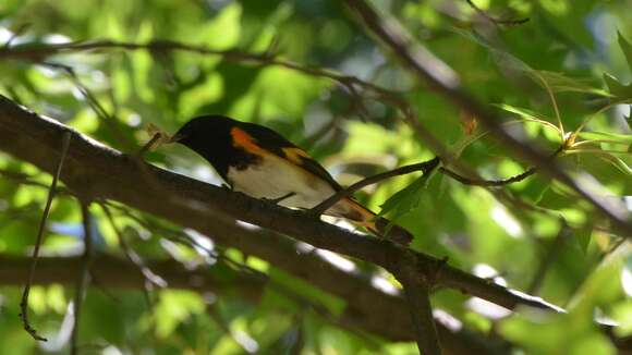 Image of American Redstart