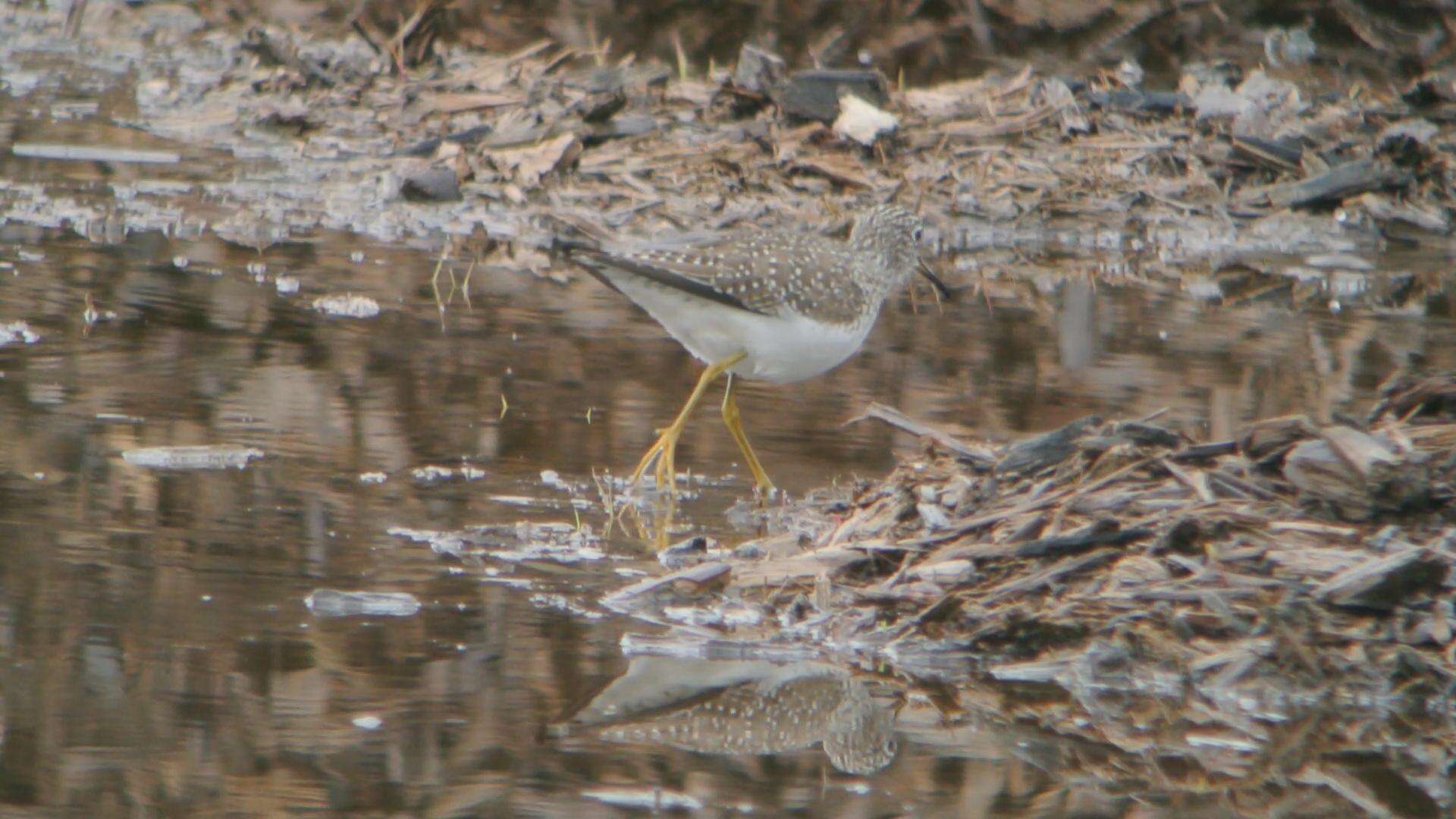 Image of Solitary Sandpiper