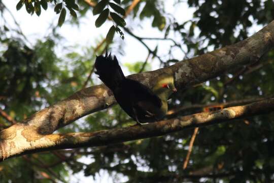 Image of Green Turaco