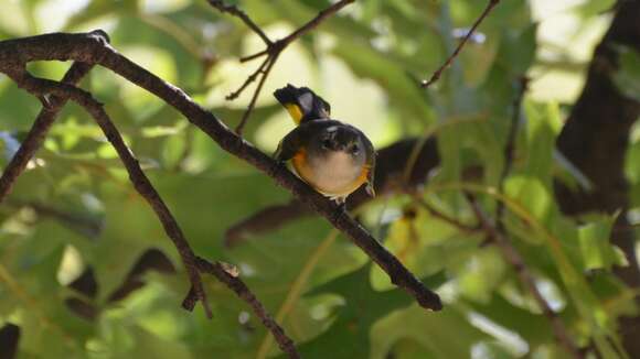 Image of American Redstart