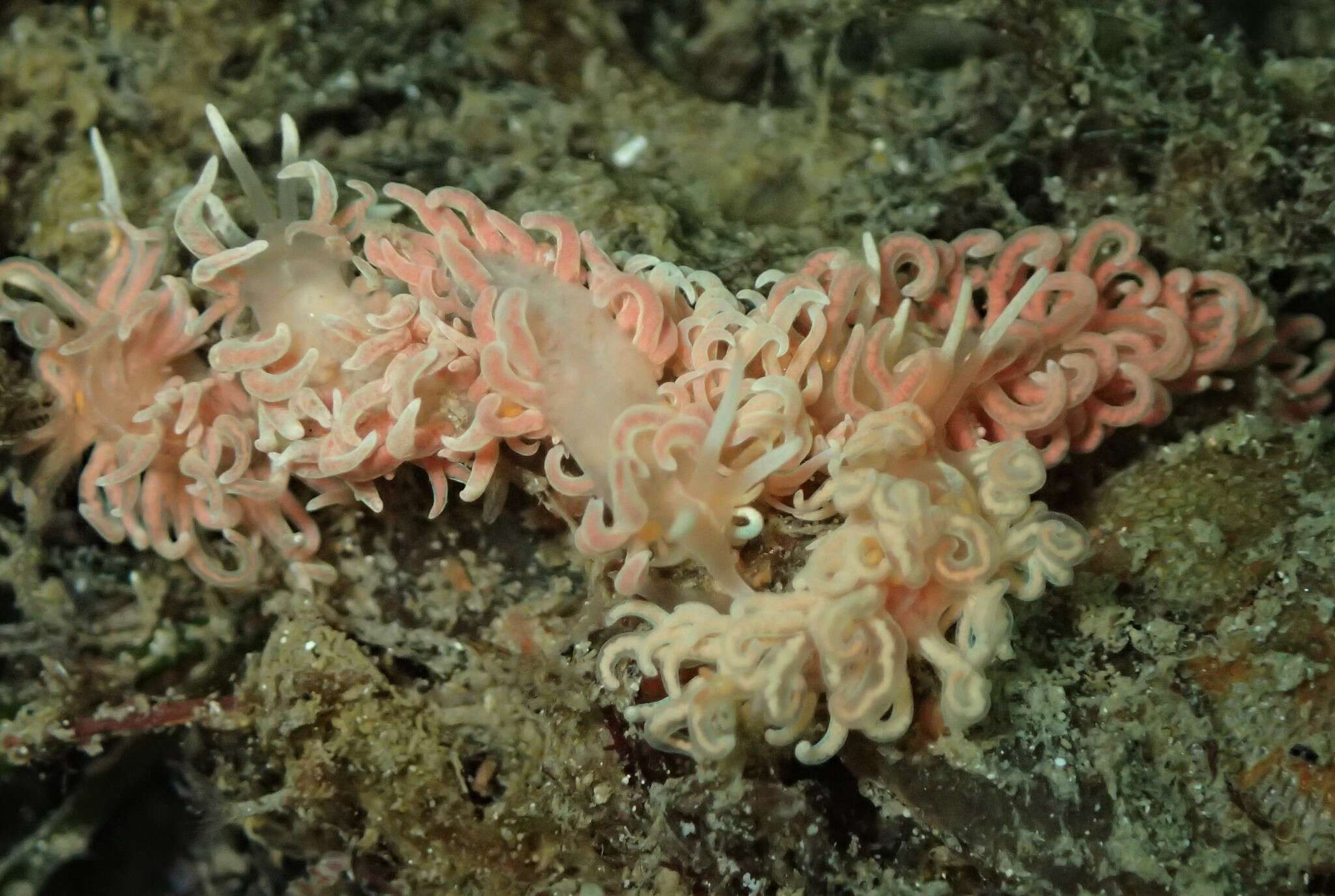 Image of coral nudibranch