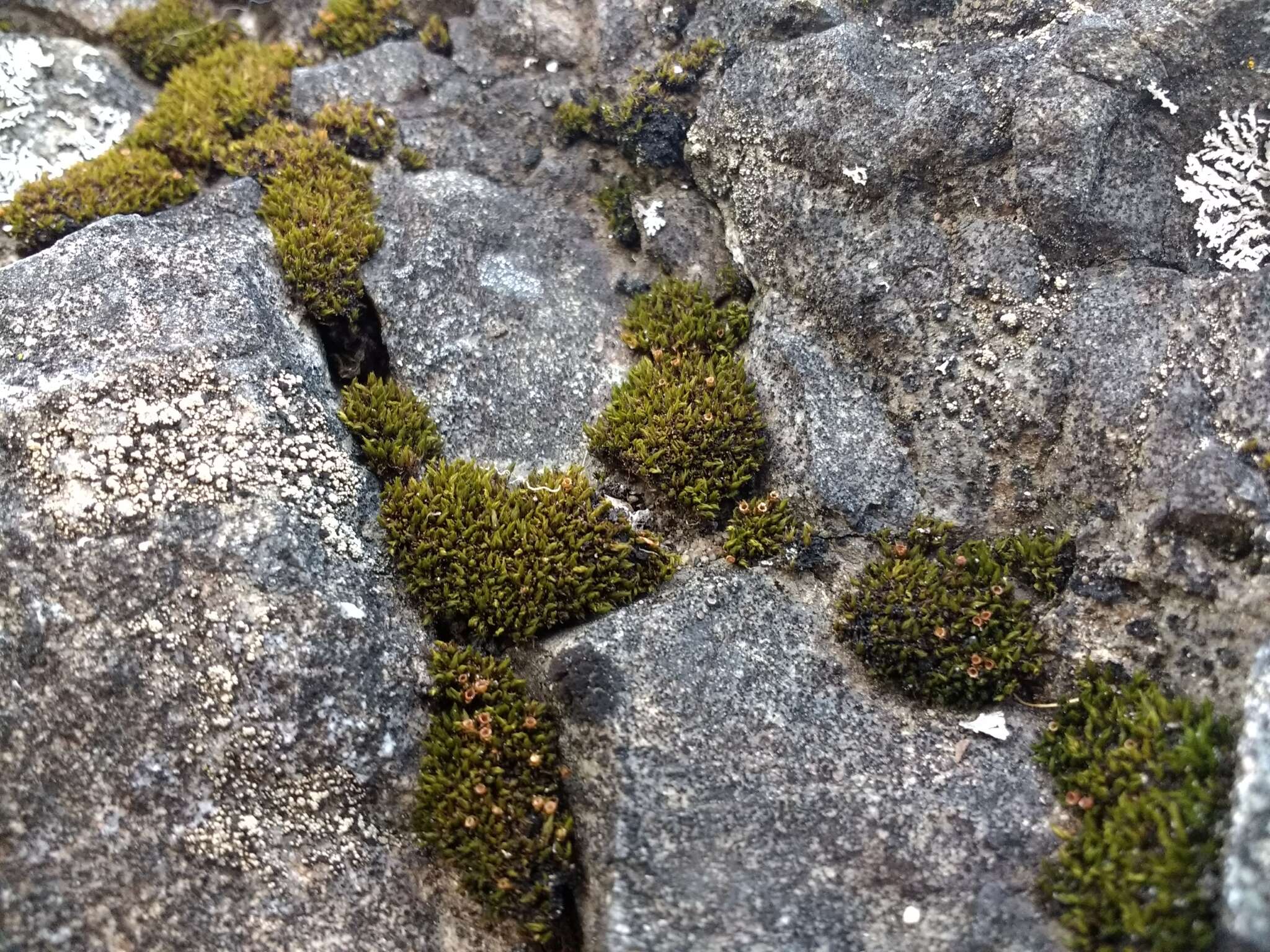 Image of seaside schistidium moss