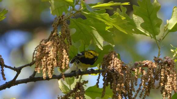 Image of Black-throated Green Warbler