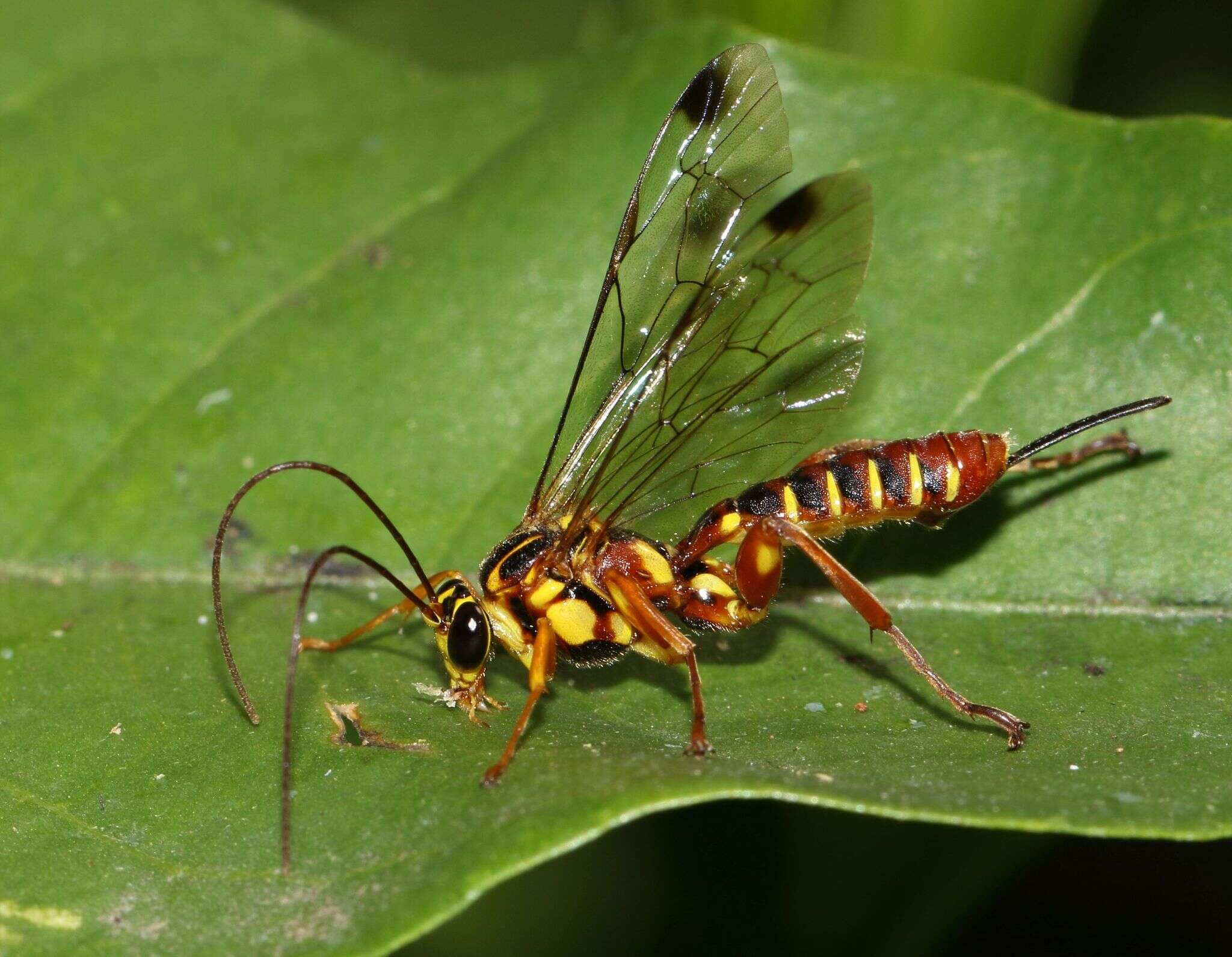 Image of Echthromorpha agrestoria (Swederus 1787)