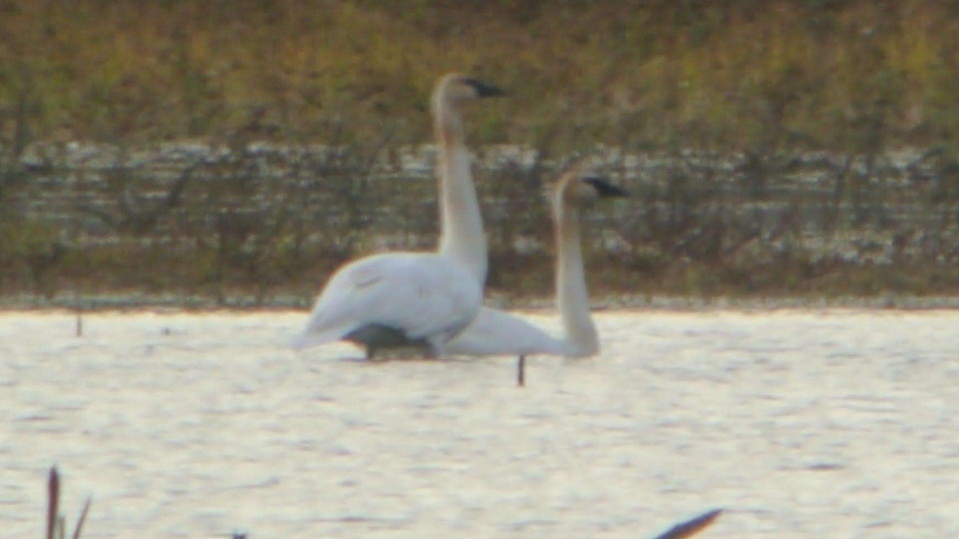 Image of Trumpeter Swan