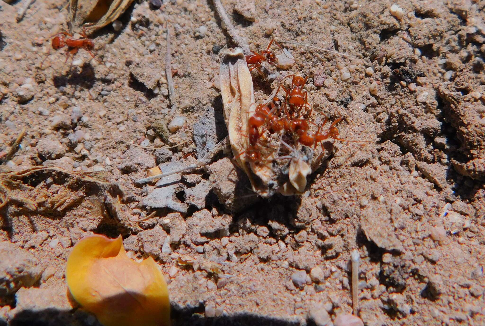 Image of Pogonomyrmex tenuispinus Forel 1914