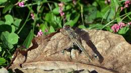 Image of Variegated Meadowhawk