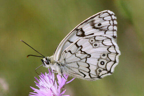 Image of Melanargia larissa Hübner 1827