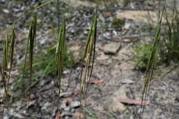 Plancia ëd Anisopogon